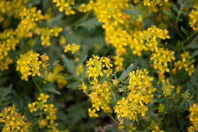 Close-up of yellow flowering plants on field