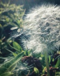 Close up of dandelion