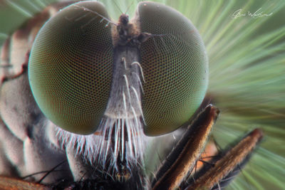 Macro shot of insect