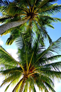 Low angle view of palm tree against sky