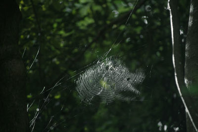 Close-up of spider web in a forest