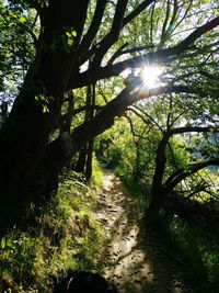 Sunlight streaming through trees in forest