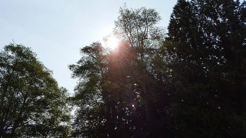 Low angle view of trees against sky