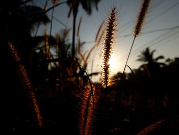 Close-up of silhouette plants against sky during sunset