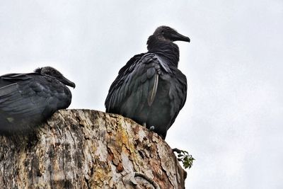 Low angle view of vultures perching on tree