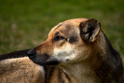 Close-up of dog