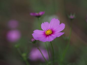 Close-up of purple cosmos flower