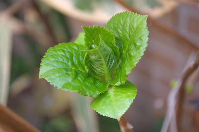 Close-up of plant