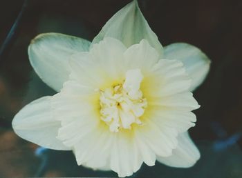 Close-up of white flower