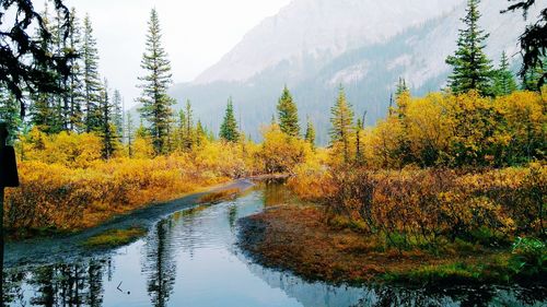 Scenic view of forest during autumn. crossing at burstall flats, kananaskis country, alberta, canada