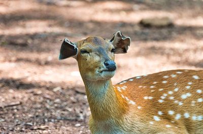 Close-up portrait of deer