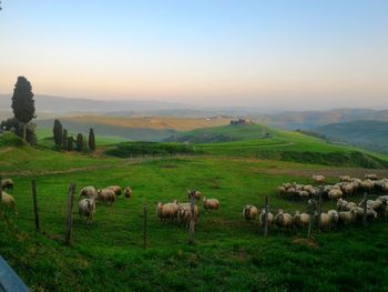 Sheep in a field