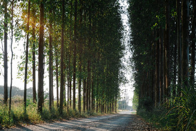 Footpath amidst trees in forest