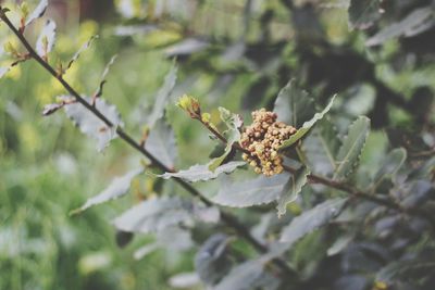 Close-up leave of daphne of insect on plant