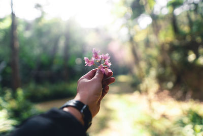 Midsection of person holding flowering plant against blurred background