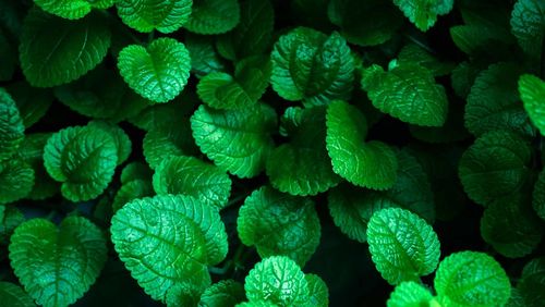 Full frame shot of fresh green leaves