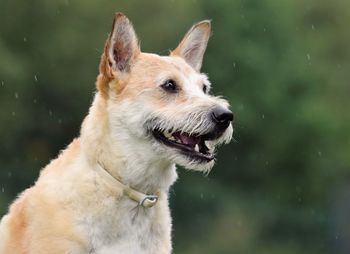 Close-up of dog outdoors