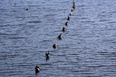 High angle view of birds swimming in lake