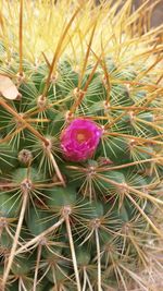 Close-up of cactus flower