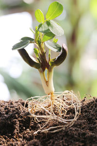 Close-up of white flowering plant