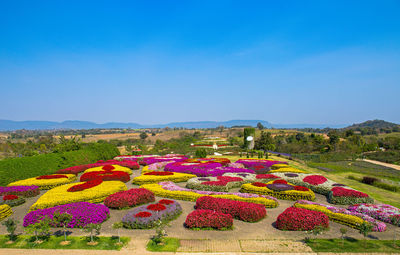 Purple flowering plants on land against blue sky