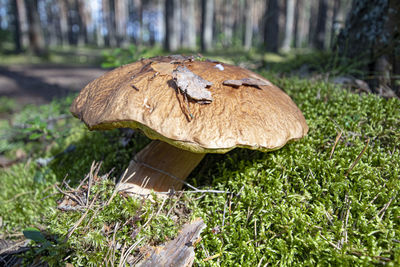 Close-up of mushroom growing on field