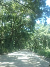 Road passing through forest