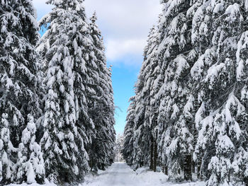 Snow covered land amidst trees against sky