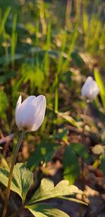 Close-up of white flowering plant