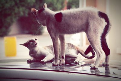 Close-up of two cats