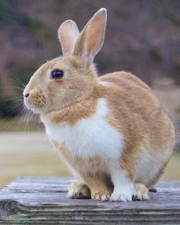 Close-up of an animal