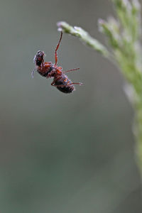 Close-up of one single ant hanging on a plant in early morning