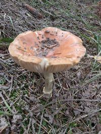 Close-up of mushroom growing on field