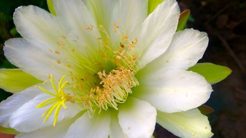 Close-up of white flower