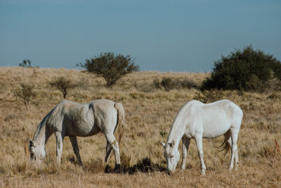 Horses in a field