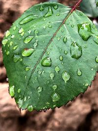 Close-up of raindrops on leaves