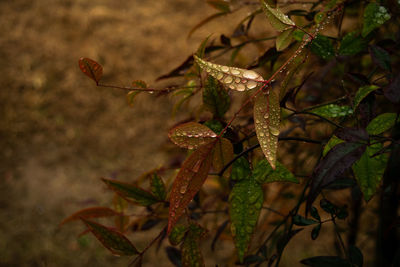 Close-up of berries growing on tree