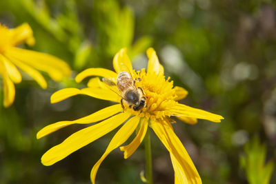 Close-up of bee pollinating on yellow flower