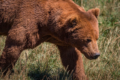 Close-up of brown bear walking in grassland