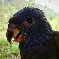 Close-up of bird