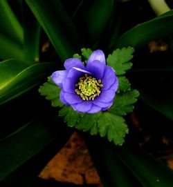 Close-up of blue flower blooming outdoors