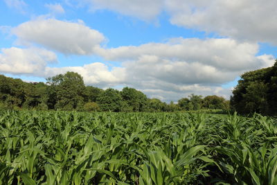 Scenic view of agricultural field against sky