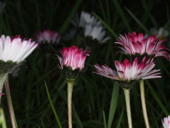 Close-up of pink flowering plants