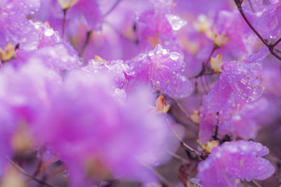 Close-up of pink flowering plants