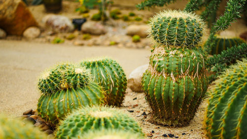 Close-up of succulent plant on field