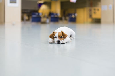 Portrait of puppy relaxing on floor at home