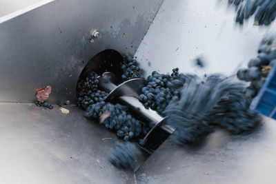 Fresh grapes falling on crushing machinery at winery