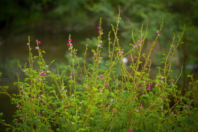 Close-up of pink flowering plants on field