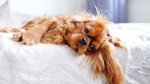 Close-up portrait of a dog