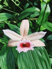 Close-up of flower blooming outdoors